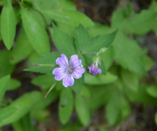 Geranium nodosum